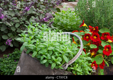 Der alte Brennofen Hof-Designer Paul Taylor, Alchemie Gärten, vergeben Silber vergoldet Flora Sponsor Cottage Herbery Stockfoto