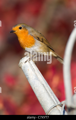 Robin Erithacus Rubecula (Turdidae) auf Gießkanne Auslauf. Stockfoto