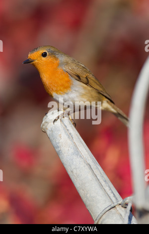 Robin Erithacus Rubecula (Turdidae) auf Gießkanne Auslauf. Stockfoto