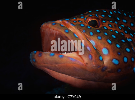 Korallen-Zackenbarsch (Cephalophis Miniata). Ägypten - Rotes Meer Stockfoto