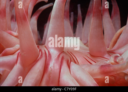 Tentakel der Northern Red Sea Anemone (Tealia Crassicornis). Gloucester, New England, USA - Nord-Atlantik Stockfoto