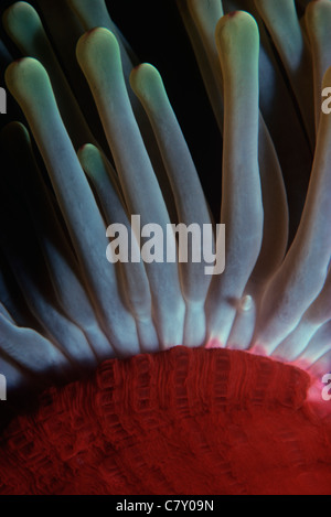 Tentakeln einer prächtigen Anemone (Heteractis Magnifica). Ägypten - Rotes Meer Stockfoto
