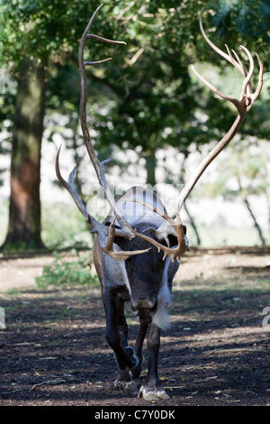 Der Weihnachtsmann Rentier Stockfoto