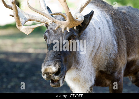 Der Weihnachtsmann Rentier Stockfoto