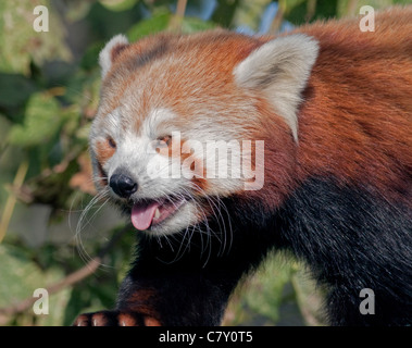 Roter Panda (Ailurus Fulgens) Stockfoto