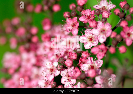 Spiraea Japonica in Blüte Nahaufnahme Stockfoto