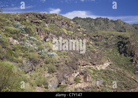 Vegetation mit u.a. Yucca und Euphorbia in den Barranco del Infierno in der Nähe von Adeje, Teneriffa, Kanarische Inseln, Spanien Stockfoto