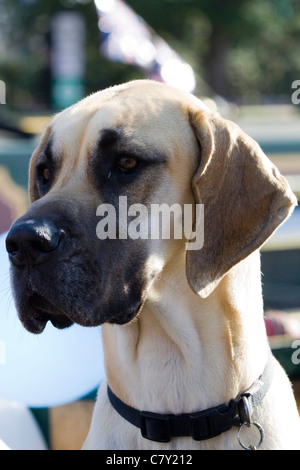 Deutsche Dogge Canis Lupus Familiaris Deutsche Dogge an einem Kanal Lastkahn auf dem Kanal Tag Festival in Banbury Stockfoto