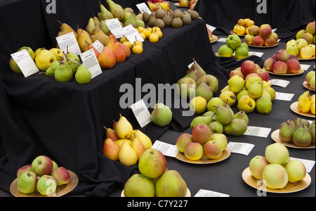 Erbe britischer Apfel und Birne Display am Malvern Herbst show 2011 Stockfoto