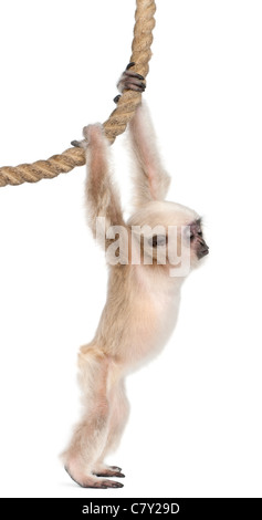 Young Pileated Gibbon, 4 Monate alt, Hylobates Pileatus, hängen an Seil vor der weißen Hintergrund Stockfoto