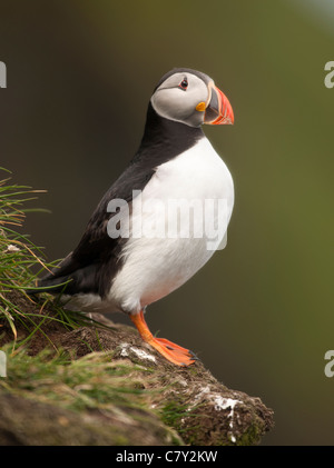 Papageitaucher oder gemeinsame Puffin, Fratercula Arctica auf Mykines, Färöer Inseln Stockfoto