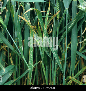 Mehltau (Erysiphe graminis f.sp. Tritici)-Infektion an einem reifen Weizenkroppilz Stockfoto