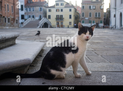 Streunende Katze in Campo in Venedig Italien Stockfoto