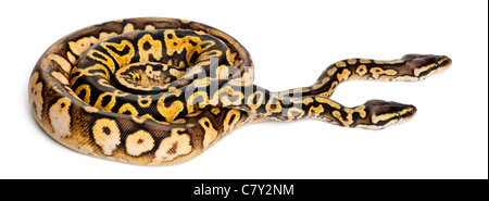 Männliche und weibliche Pastel Calico Royal Python, Königspython, Python Regius, vor weißem Hintergrund Stockfoto