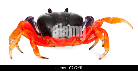 Roten Landkrabben, Gecarcinus Quadratus, vor weißem Hintergrund Stockfoto