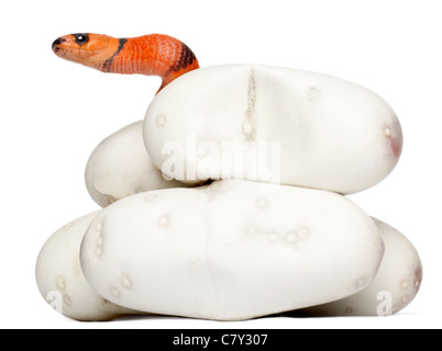 Hypomelanistische Milch Schlange oder Milksnake, Lampropeltis Triangulum Hondurensis, 1 Minute alt, vor weißem Hintergrund Stockfoto