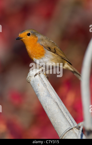 Robin Erithacus Rubecula (Turdidae) auf Gießkanne Auslauf. Stockfoto