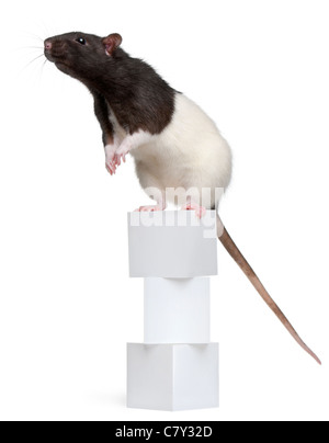 Ausgefallene Ratte, 1 Jahr alt, stehend auf Blöcke vor weißem Hintergrund Stockfoto