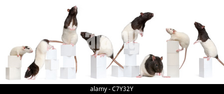 Ausgefallene Ratten, 1 Jahr alt, stehend auf Blöcke vor weißem Hintergrund Stockfoto
