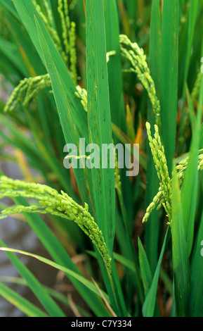 Bakterielle Blatt Streifen (Xanthomonas Oryzicola) Frühsymptome auf Reispflanzen Stockfoto