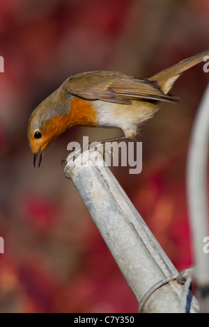 Robin Erithacus Rubecula (Turdidae) auf Gießkanne Auslauf. Stockfoto