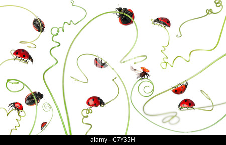 Sieben-Punkt-Marienkäfer oder sieben-Punkt-Marienkäfer auf größere Ackerwinde, Coccinella Septempunctata, vor weißem Hintergrund Stockfoto