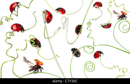 Sieben-Punkt-Marienkäfer oder sieben-Punkt-Marienkäfer auf größere Ackerwinde, Coccinella Septempunctata, vor weißem Hintergrund Stockfoto