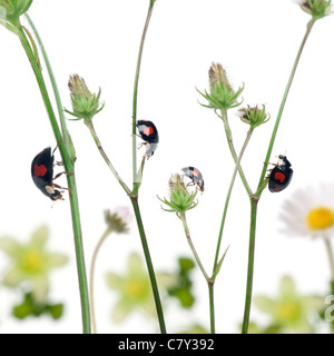 Asiatische Dame Käfer oder japanische Marienkäfer oder Harlekin-Marienkäfer, Harmonia Axyridis, auf Pflanzen vor weißem Hintergrund Stockfoto