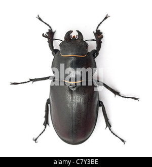 Weibliche Lucanus Cervus, eine Spezies der Hirschkäfer, vor weißem Hintergrund Stockfoto