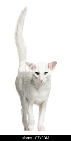 Balinese Katze, 1 Jahr alt, vor weißem Hintergrund Stockfoto