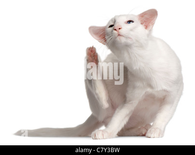 Balinese Katze, 1 Jahr alt, verkratzt vor weißem Hintergrund Stockfoto