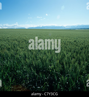 Bearded wheat crop in unripe green ear lit by late afternoon sunshine Montana, USA Stockfoto