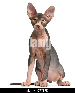 Sphynx Kätzchen, 4 Monate alt, sitzt vor weißem Hintergrund Stockfoto