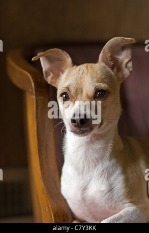 Porträt eines Chihuahua Hund Stockfoto