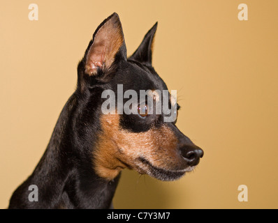 Porträt eines Hundes Zwergpinscher Stockfoto