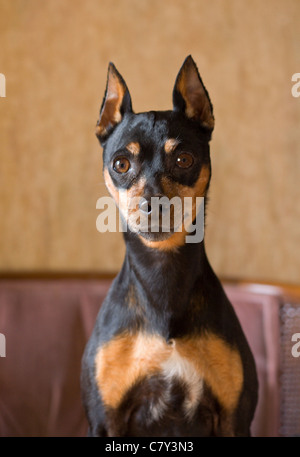 Porträt eines Hundes Zwergpinscher Stockfoto