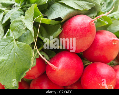 Frische Radieschen Stockfoto