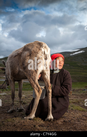 Tsaatan Frau Melken Rentier am Abend im Tsagaan Nuur, Khovsgol, Mongolei Stockfoto