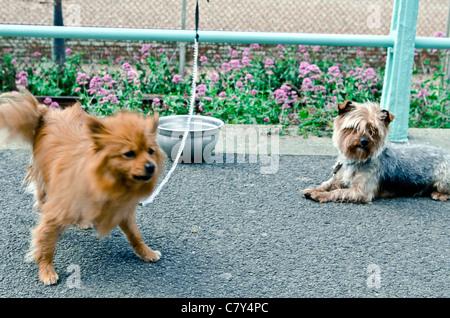 Faust-kleine Hunde Stockfoto