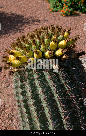 Wüste Feigenkaktus Stockfoto