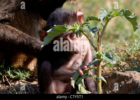 Ein Olive Babypavian (Papio Anubis) erforschen ihrer Umgebung Stockfoto