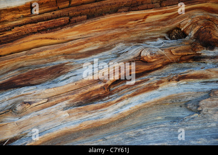 Berg Baum Holzmaserung verwittert braun grau Stockfoto