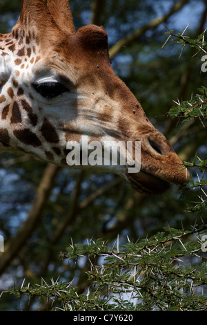 Rothschild Giraffen (Giraffa Plancius Rothschildi) Surfen - Porträt Stockfoto