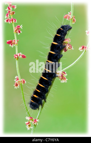 Fox Moth Raupe ruht auf der Sauerampfer Stockfoto