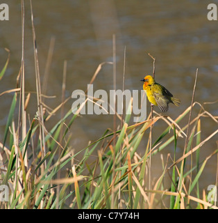 Cape Weaver (ploceus capensis) sitzen im Schilf neben einen Damm. Stockfoto