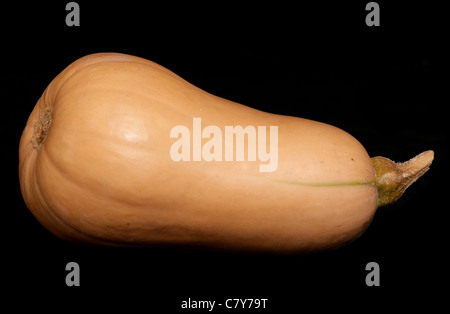 Butternut-Kürbis isoliert auf einem hinteren Hintergrund Stockfoto