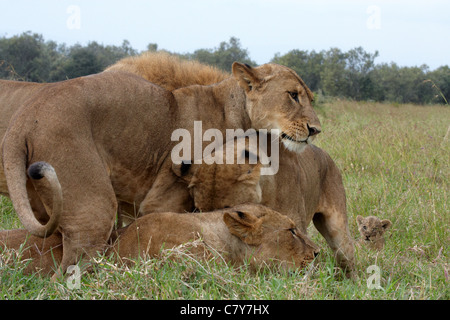 Löwen (Panthera Leo) Stockfoto