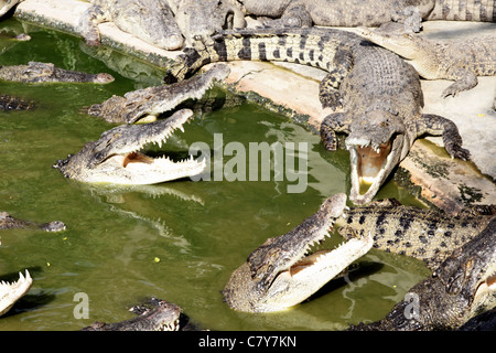 Viele Krokodile in einem schlammigen Teich, Thailand Stockfoto