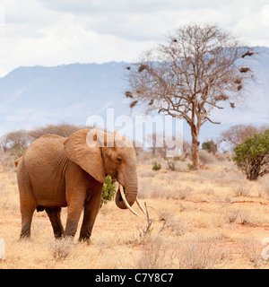 Ein einsamer Elefant, Tsavo East Nationalpark, Kenia Stockfoto