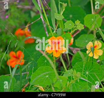Kapuzinerkresse (tropaeolum majus) Blumen in wild wachsenden. Stockfoto
